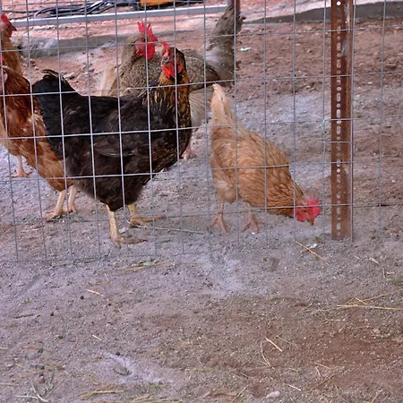 Landsted In The Olive Trees *