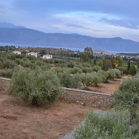 Landsted In The Olive Trees
