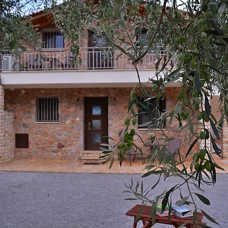 In The Olive Trees *